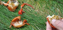 Crabs for Supper!