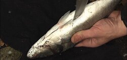 Fishing for Food to Survive in Style