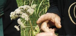 Survival Training food from plants Demonstration